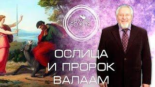 Ослица и пророк Валаам - 17 января 2016 года - Сергей Ряховский