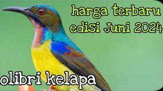 harga terbaru burung Kolibri kelapa edisi Juni 2024