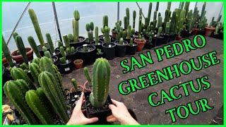 I'm Expanding!  San Pedro Propagation Greenhouse Tour, Breeding Stock, Seedlings, Plans