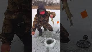 Отпускаем щурёнка.Ловля на живца