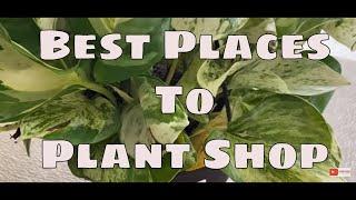 Best Places to House Plant Shop Online Importers & Big Box Stores Best Places to Buy HousePlants