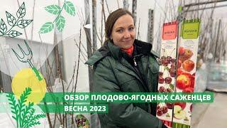 Обзор плодово-ягодных саженцев ВЕСНА 2023!