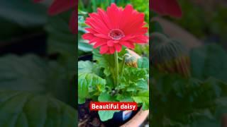 Beautiful Gerbera bright red daisy - on sale at Lowe’s