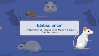 Preparation of Mouse Bone Marrow Single Cell Suspension