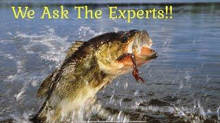 How to Prepare a Pond to Grow Trophy Bass