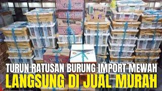 BENER2 EDAN KIOS ANAK MUDA INI ! BURUNG IMPORT SEBANYAK INI LANGSUNG DI JUAL MURAH