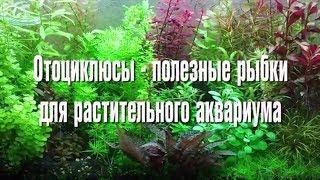 Отоцинклюсы   полезные рыбки для растительного аквариума