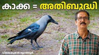 കാക്ക - പത്തുതലയുള്ള റാവൺ, കൊടും  ബുദ്ധി most intelligent birds Crows, Ravens #birds #crow #കാക്ക