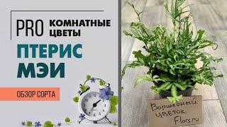 Птерис Критский Мэи - комнатный папоротник | Обзор пестролистного сорта. Неприхотливое растение