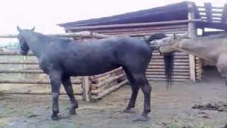 Funny Animal - Horse Mating Close Up 2015