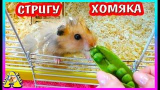 ПОСТРИГЛА Хомяка под ЕЖИКА / Как подстричь хомяка / Алиса Изи Петс / Alisa Easy Pets