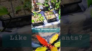 Plant Addiction! 🫢#plantspam #newchannel #subscribe #subscribetomychanel