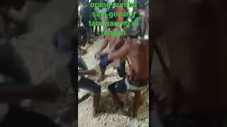 orang Sumba saja goyang taro parang di pingang