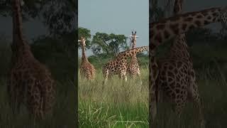 POV: You're in the African Savannah 