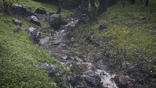 Creek in the rain. Gold Country California.