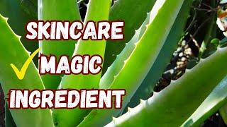 Aloe Vera: The Versatile Plant for Skincare and Wellness