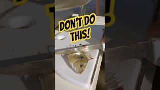 CATCH MORE FISH - Best Way to Use Pinfish for BAIT