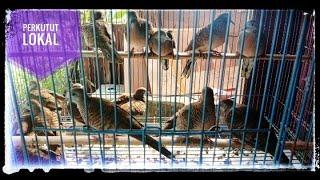 SUARA BURUNG PERKUTUT LOKAL