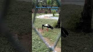 Black Naked Stork in Zoo park