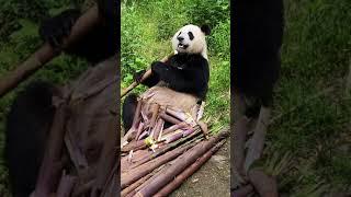 Cutest Panda eating bamboo