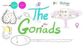 The Gonads (Ovaries and Testes) | Endocrine System | Biology Lecture Series