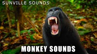 Monkey Sounds - Wilder Sounds Of Nature | Peter's World Animal Sounds