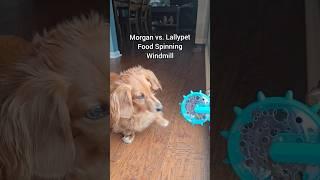 The puzzle master back to work! ️ #dogshorts #funnydogs #canineenrichment #dachshund #doglife