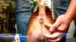 How to express / squeeze dog's anal glands : Fortitude Valley Vet