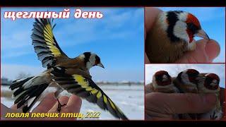 Catching songbirds. Goldfinch day. I release the goldfinches.