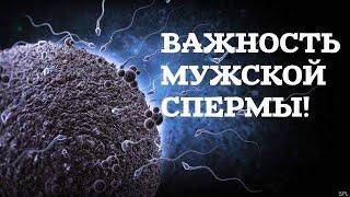 ВАЖНОСТЬ МУЖСКОЙ СПЕРМЫ! ПОЛОВОЕ ВОЗДЕРЖАНИЕ!