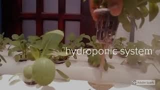 sethum hydroponics