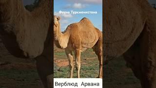 #андрейординарцев #ашхабад #животныймир  Фауна Туркменистана.