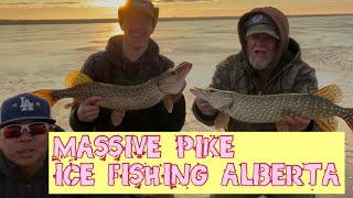 MASSIVE PIKE AND PERCH ICE FISHING ALBERTA