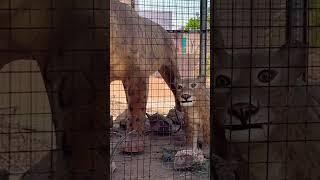 Smilodon | saber tooth tiger | Dinosaur park | Wild anilmals | Indroda #shortvideo #shorts #viral