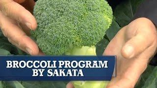 Watch! Sakata Broccoli