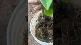 How to tranplant an avocardo plant in a container