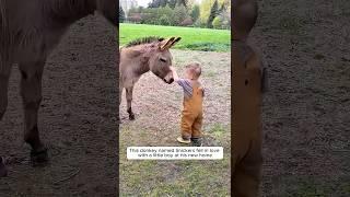 A Donkey’s Special Bond With a Little boy