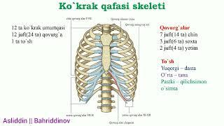 Tayanch-harakatlanish sistemasi || 1-qism ||Suyaklar