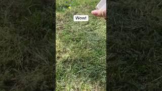 Instant Green
