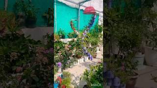 Happy gardening 🟢#villagelife #diycrafts #flowers #ytshorts