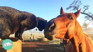 “It was love at first sight”. Horse Hangs Out With Cat 24/7 | Cuddle Buddies