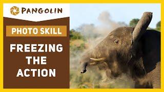 Best Shutter Speed For Wildlife Photography | Freezing the action.