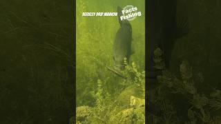 Big Bass eats a Berkley Drip Minnow. #shorts