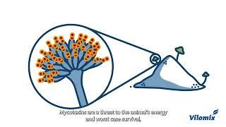 X-Bond - the effective triple-action product for battling harmful mycotoxin levels