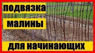 подвязка малины || подвязка малины весной для начинающих Бизнес идеи