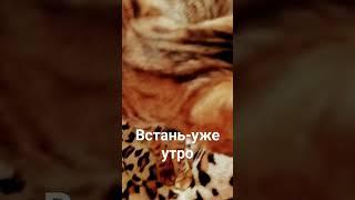 Наше утро #shorts #like #cat #бенгал #dogs #тойпудель