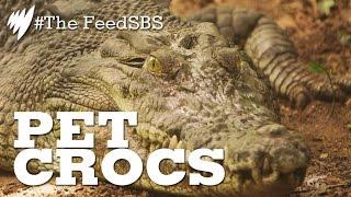 Pet crocodiles of the Northern Territory I The Feed