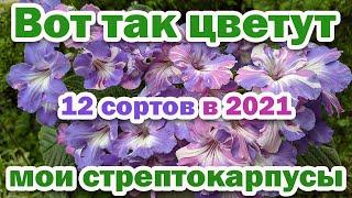 Мои ЦВЕТУЩИЕ стрептокарпусы. Цветение в 2021