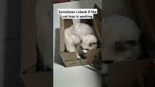 sometimes i check if the cat trap is working! #cute #funny #trap #checking #cutecat #adoreble