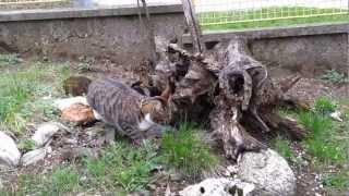 Worm and cat eating grass.